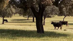 Le nouveau voyage d'Ulysse E01 La biodiversité menacée