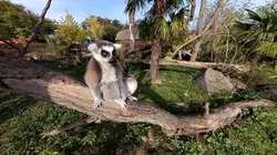 Sur M6 à 22h55 : Le PAL en Auvergne : les recettes du succès, entre zoo et parc d'attractions