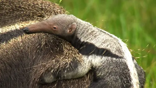Le Pantanal : un miracle grandeur nature