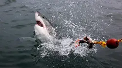 Le paradis des prédateurs Sous la surface