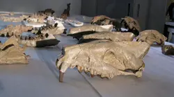 Le paradis des prédateurs Assassins des littoraux