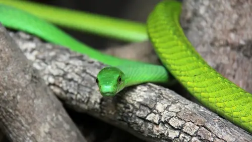 Le paradis des prédateurs Les grondements de la jungle