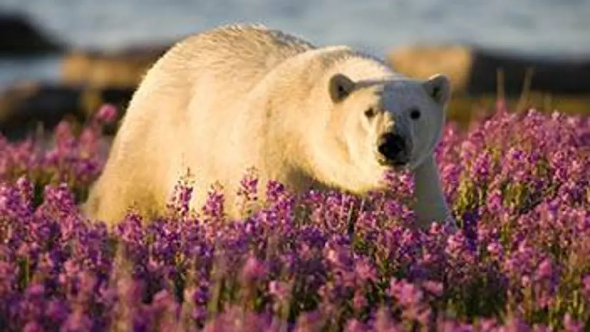 Le paradis vert des ours blancs