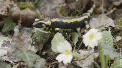 Le pari de la salamandre