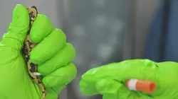 Le pari de la salamandre