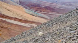 Visuel de Le pays de l'ours