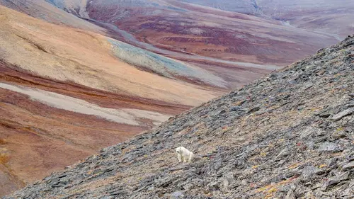 Le pays de l'ours