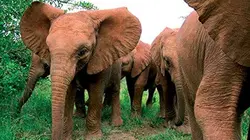 Visuel de Le paysan, son champ... et l'éléphant