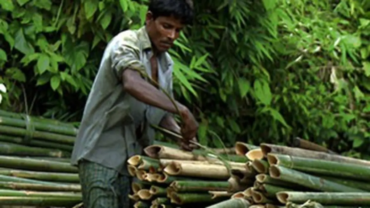 Le périple du bois pauvre