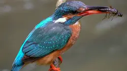 Le petit monde de la rivière