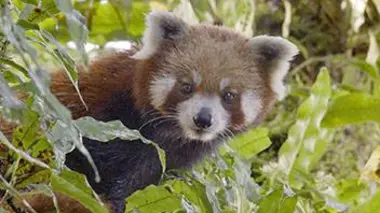 Le petit panda de l'Himalaya