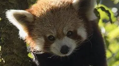 Le petit panda de l'Himalaya
