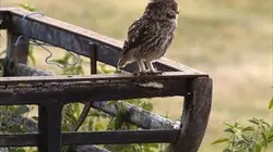 Visuel de Le petit peuple des champs