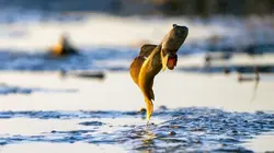 Le petit peuple des rivages Les côtes de Kimberley, Australie