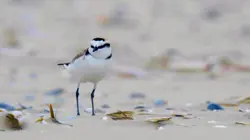 Le petit peuple des rivages