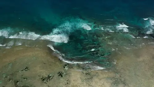 Le petit peuple des rivages