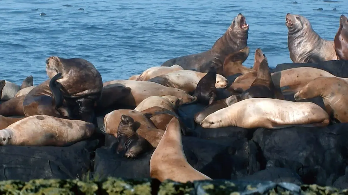 Le petit peuple des rivages La mer des Salish, Canada