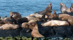 Le petit peuple des rivages La mer des Salish, Canada