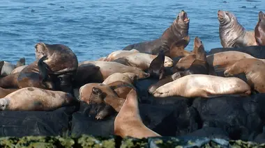 La mer des Salish, Canada