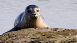 Le petit peuple des rivages La mer des Wadden, Europe