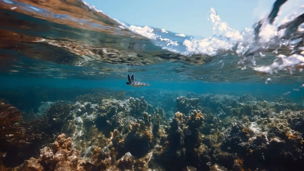 Le petit peuple des rivages La baie de Chwaka, Zanzibar