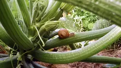 Le petit peuple du potager