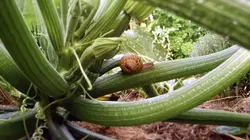 Le petit peuple du potager
