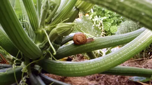 Le petit peuple du potager