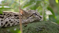 Le peuple de la canopée