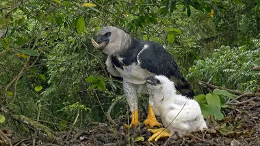 La quête de nourriture