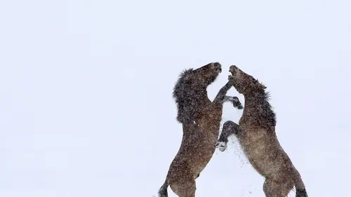 Le peuple des forêts L'âge de glace