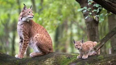 L'âge d'or de la forêt