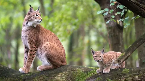 Le peuple des forêts L'âge d'or de la forêt