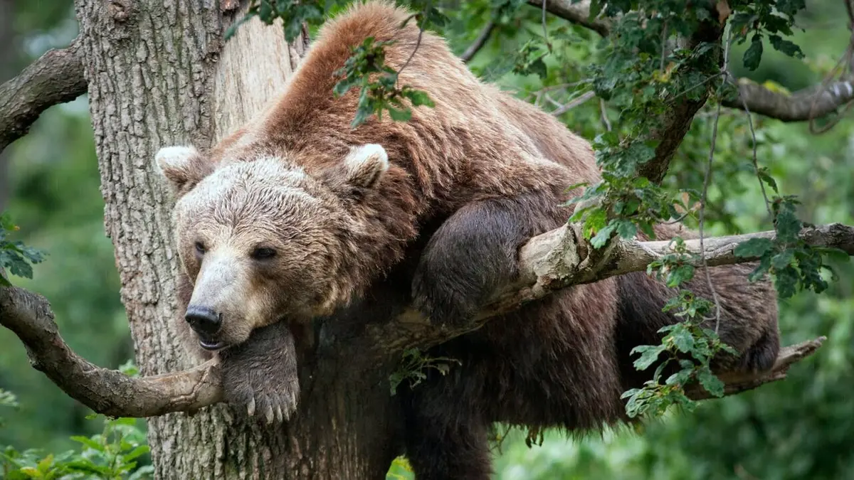 Le peuple des forêts Au fil de l'histoire