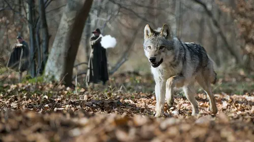 Audiences TV : Le peuple des forêts