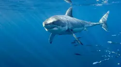 Le peuple des océans Le peuple du bleu