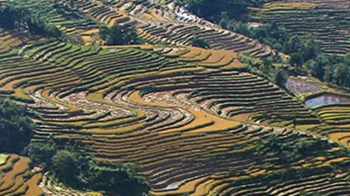 Le peuple des rizières