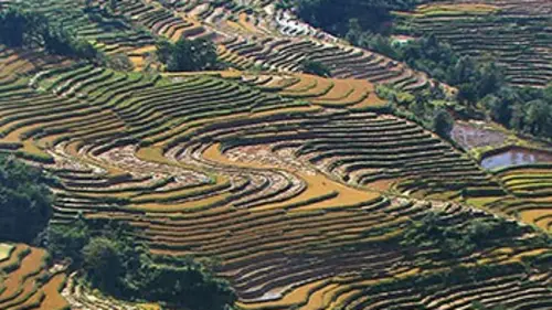 Le peuple des rizières