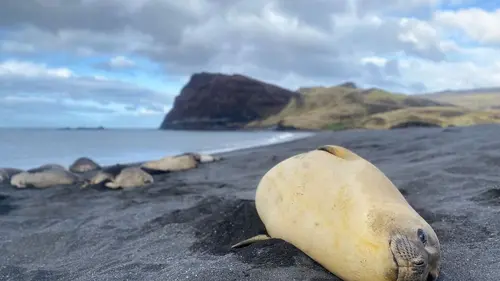 Le peuple des tempêtes Les dents de la mer