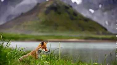 Les saumons-surprise