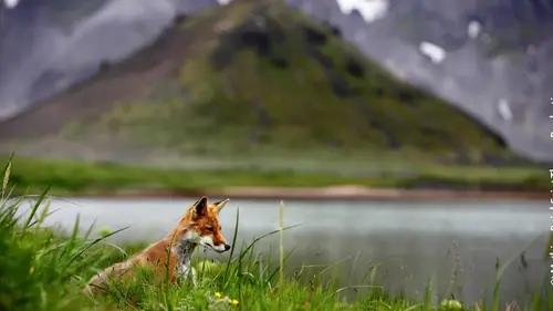 Le peuple des volcans Les saumons-surprise