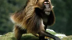 Visuel de Le peuple singe