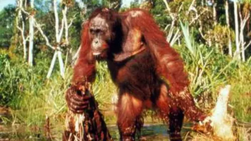 Le peuple singe