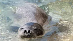 Le phoque, la fureur de vivre