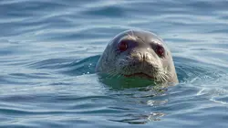 Le phoque-moine, une odyssée en Méditerranée