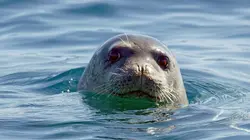 Le phoque-moine, une odyssée en Méditerranée