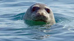 Le phoque-moine, une odyssée en Méditerranée