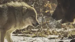 Le plus beau pays du monde Troisième opus