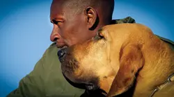 Le plus bel ami de l'homme