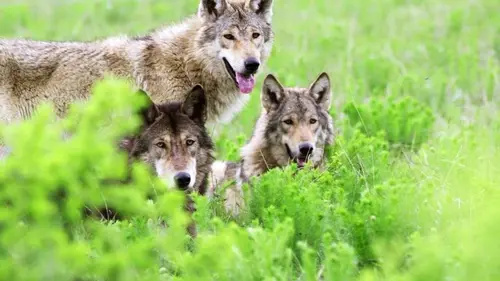 Audiences TV : Le plus bel ami de l'homme